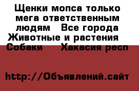 Щенки мопса только мега-ответственным людям - Все города Животные и растения » Собаки   . Хакасия респ.